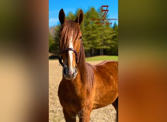 Tennessee walking horse, Caballo castrado, 4 años, 142 cm, Alazán rojizo