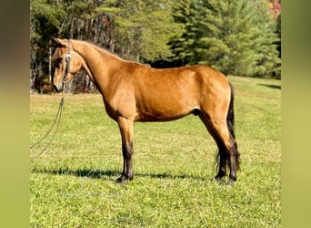 Tennessee walking horse, Caballo castrado, 4 años, 142 cm, Buckskin/Bayo