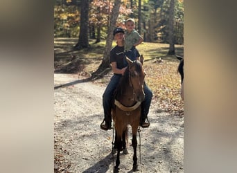 Tennessee walking horse, Caballo castrado, 4 años, 142 cm, Buckskin/Bayo