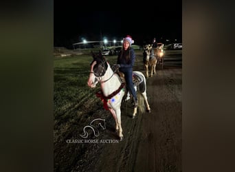 Tennessee walking horse, Caballo castrado, 4 años, 142 cm, Tobiano-todas las-capas