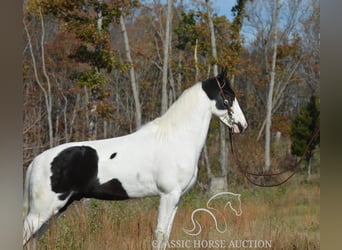 Tennessee walking horse, Caballo castrado, 4 años, 142 cm, Tobiano-todas las-capas