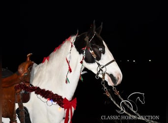 Tennessee walking horse, Caballo castrado, 4 años, 142 cm, Tobiano-todas las-capas