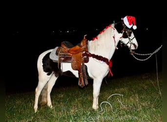 Tennessee walking horse, Caballo castrado, 4 años, 142 cm, Tobiano-todas las-capas