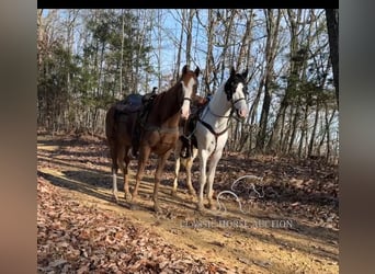 Tennessee walking horse, Caballo castrado, 4 años, 142 cm, Tobiano-todas las-capas