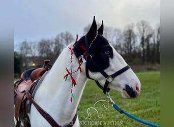 Tennessee walking horse, Caballo castrado, 4 años, 142 cm, Tobiano-todas las-capas