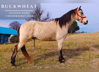 Tennessee walking horse, Caballo castrado, 4 años, 150 cm, Buckskin/Bayo
