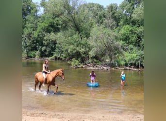 Tennessee walking horse, Caballo castrado, 4 años, 152 cm, Alazán rojizo