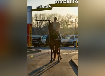 Tennessee walking horse, Caballo castrado, 4 años, 152 cm, Alazán rojizo