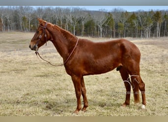 Tennessee walking horse, Caballo castrado, 4 años, 152 cm, Alazán rojizo