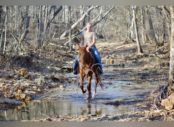 Tennessee walking horse, Caballo castrado, 4 años, 152 cm, Alazán rojizo