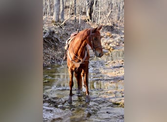 Tennessee walking horse, Caballo castrado, 4 años, 152 cm, Alazán rojizo