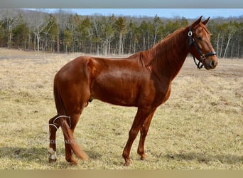 Tennessee walking horse, Caballo castrado, 4 años, 152 cm, Alazán rojizo