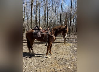 Tennessee walking horse, Caballo castrado, 4 años, 152 cm, Alazán rojizo