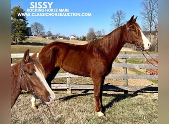 Tennessee walking horse, Caballo castrado, 4 años, 152 cm, Alazán rojizo