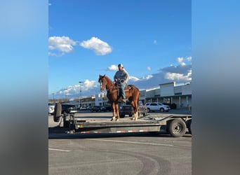 Tennessee walking horse, Caballo castrado, 4 años, 152 cm, Alazán rojizo