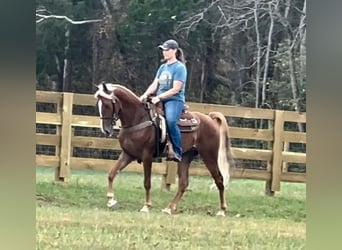 Tennessee walking horse, Caballo castrado, 4 años, 152 cm, Alazán rojizo