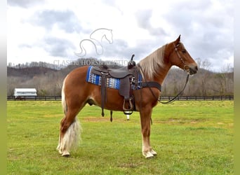 Tennessee walking horse, Caballo castrado, 4 años, 152 cm, Alazán-tostado