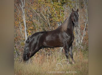 Tennessee walking horse, Caballo castrado, 4 años, 152 cm, Castaño