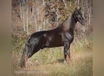 Tennessee walking horse, Caballo castrado, 4 años, 152 cm, Castaño