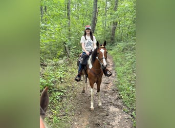 Tennessee walking horse, Caballo castrado, 4 años, 152 cm, Castaño rojizo