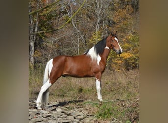 Tennessee walking horse, Caballo castrado, 4 años, 152 cm, Castaño rojizo