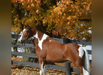 Tennessee walking horse, Caballo castrado, 4 años, 152 cm, Castaño rojizo