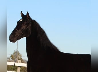 Tennessee walking horse, Caballo castrado, 4 años, 152 cm, Negro