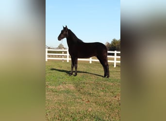 Tennessee walking horse, Caballo castrado, 4 años, 152 cm, Negro