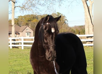 Tennessee walking horse, Caballo castrado, 4 años, 152 cm, Negro