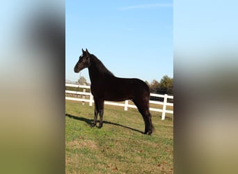 Tennessee walking horse, Caballo castrado, 4 años, 152 cm, Negro