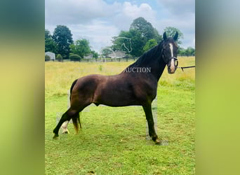 Tennessee walking horse, Caballo castrado, 4 años, 152 cm, Negro