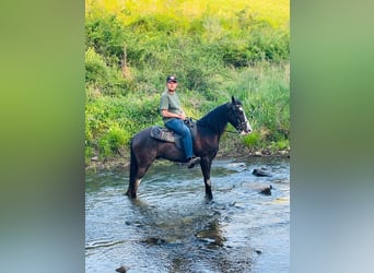 Tennessee walking horse, Caballo castrado, 4 años, 152 cm, Negro
