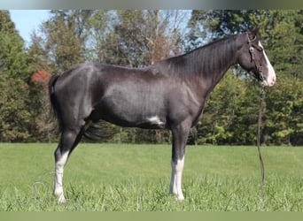 Tennessee walking horse, Caballo castrado, 4 años, 152 cm, Negro