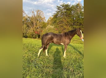 Tennessee walking horse, Caballo castrado, 4 años, 152 cm, Negro