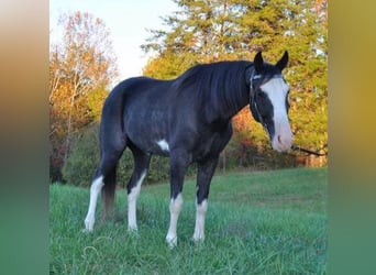 Tennessee walking horse, Caballo castrado, 4 años, 152 cm, Negro