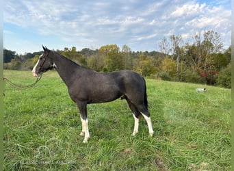 Tennessee walking horse, Caballo castrado, 4 años, 152 cm, Negro