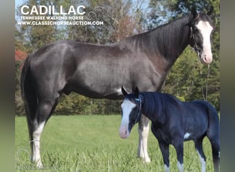 Tennessee walking horse, Caballo castrado, 4 años, 152 cm, Negro