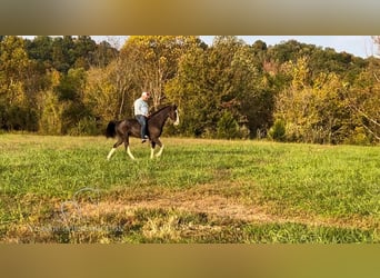 Tennessee walking horse, Caballo castrado, 4 años, 152 cm, Negro