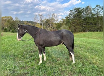 Tennessee walking horse, Caballo castrado, 4 años, 152 cm, Negro