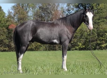 Tennessee walking horse, Caballo castrado, 4 años, 152 cm, Negro