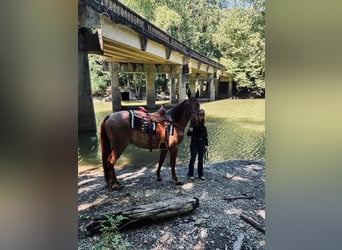 Tennessee walking horse, Caballo castrado, 4 años, 152 cm, Red Dun/Cervuno