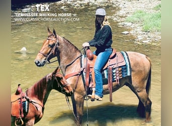 Tennessee walking horse, Caballo castrado, 4 años, 152 cm, Red Dun/Cervuno