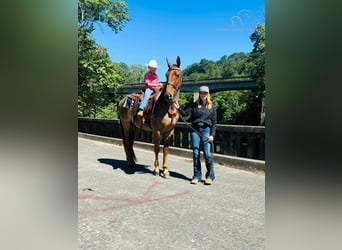 Tennessee walking horse, Caballo castrado, 4 años, 152 cm, Ruano alazán