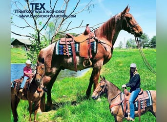 Tennessee walking horse, Caballo castrado, 4 años, 152 cm, Ruano alazán