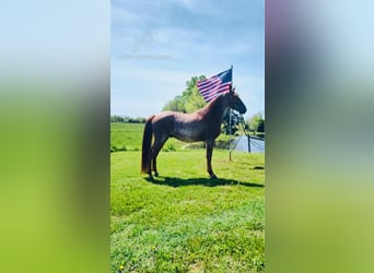 Tennessee walking horse, Caballo castrado, 4 años, 152 cm, Ruano alazán