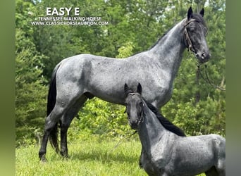 Tennessee walking horse, Caballo castrado, 4 años, 152 cm, Ruano azulado