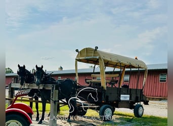 Tennessee walking horse, Caballo castrado, 4 años, 152 cm, Ruano azulado