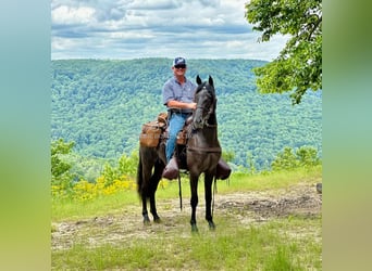 Tennessee walking horse, Caballo castrado, 4 años, 152 cm, Ruano azulado