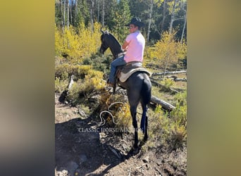 Tennessee walking horse, Caballo castrado, 4 años, 152 cm, Ruano azulado