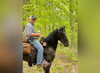 Tennessee walking horse, Caballo castrado, 4 años, 152 cm, Ruano azulado